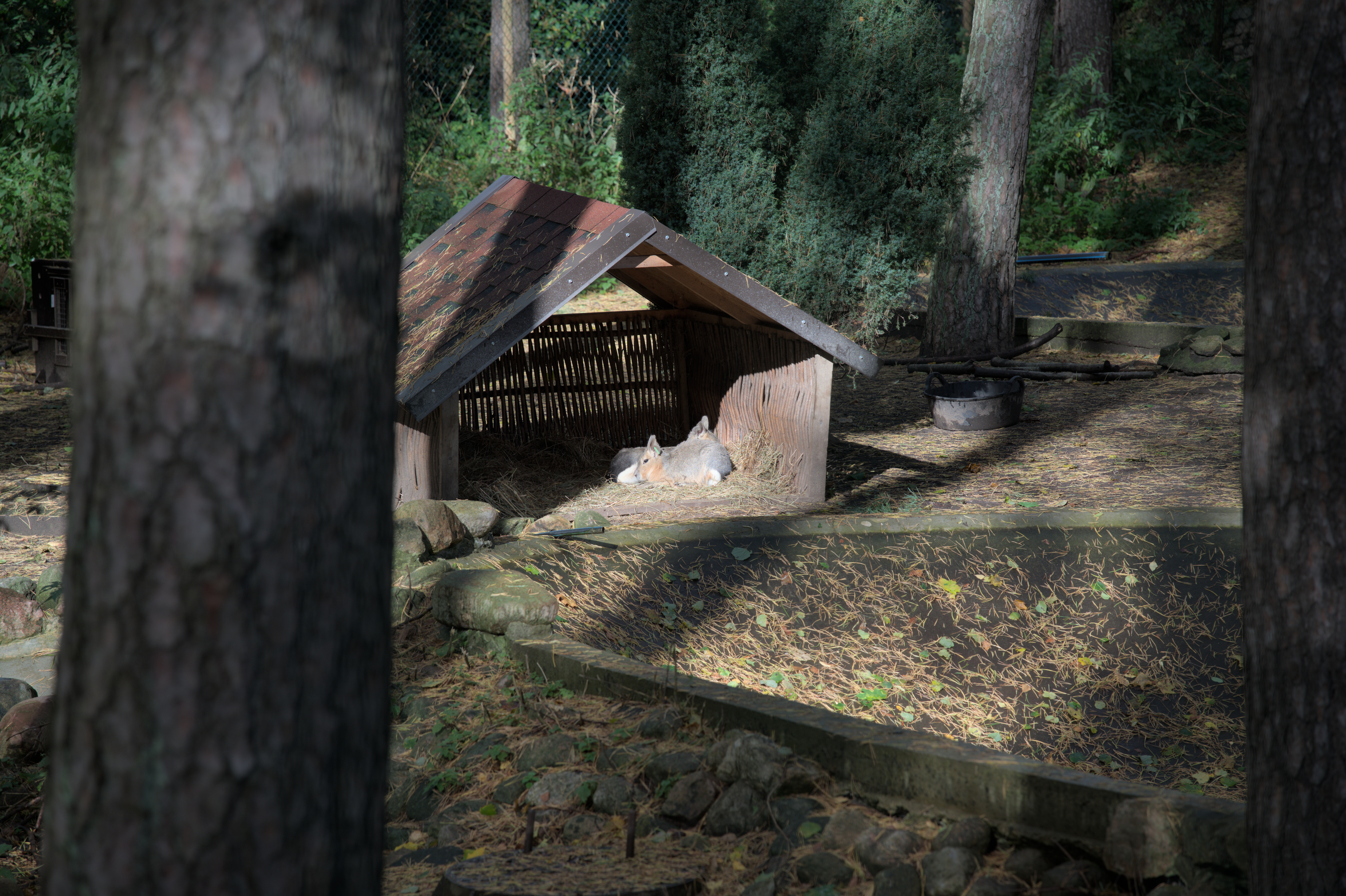 2025/10/12 - zoo/DSC_0006.jpg